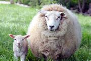 Случка овец Подготовка и проведение случки овец различных пород