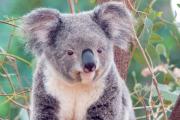 Все о коалах Размножение коал