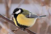 Узнаем больше о перелетных и зимующих птицах Какие птицы встречаются зимой