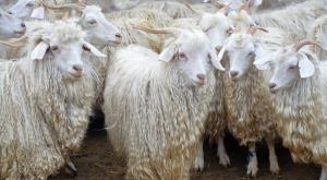 Как организовать разведение коз