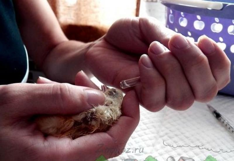 Методы иммунизации птицы