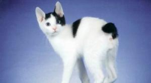 Японский бобтейл — характер и описание породы кошки