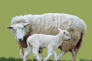 Овца овца, домашнее животное, жвачное млекопитающее семейства полорогих, отряда парнокопытных