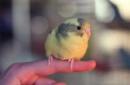 Как ухаживать за волнистым попугаем Домашние попугайчики уход и содержание