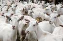 Рекомендации по разведению коз в домашних условиях для начинающих животноводов