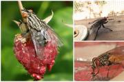 Что едят различные виды мух и их личинки Муха описание насекомого для детей