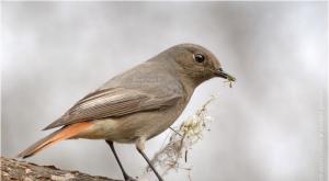 Горихвостка — небольшая птичка с рыжим хвостом