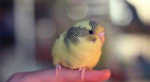 Как ухаживать за волнистым попугаем Домашние попугайчики уход и содержание