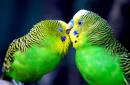 Как правильно ухаживать за волнистыми попугайчиками