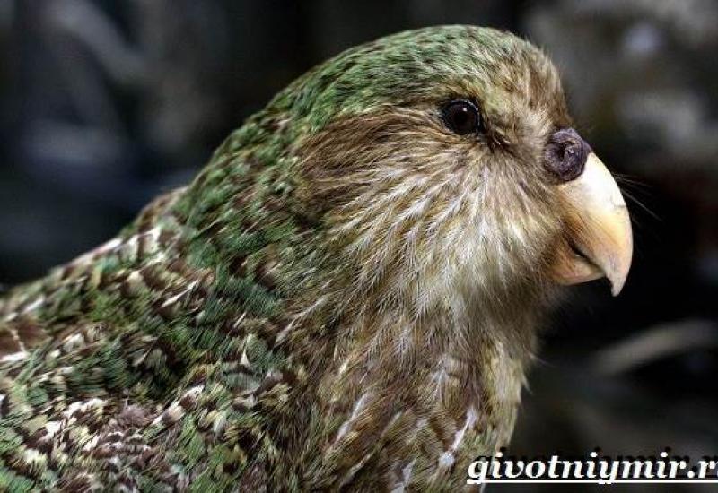Нелетающий попугай какапо: как выглядит, где живет, чем питается Совиный попугай