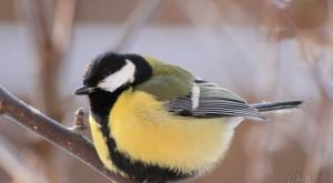 Узнаем больше о перелетных и зимующих птицах Какие птицы встречаются зимой