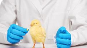 Понос у цыплят бройлеров: что делать и чем лечить Бройлеры поносят чем лечить