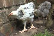 Понос у бройлеров, причины и лечение диареи Средство от поноса цыплятам бройлерам