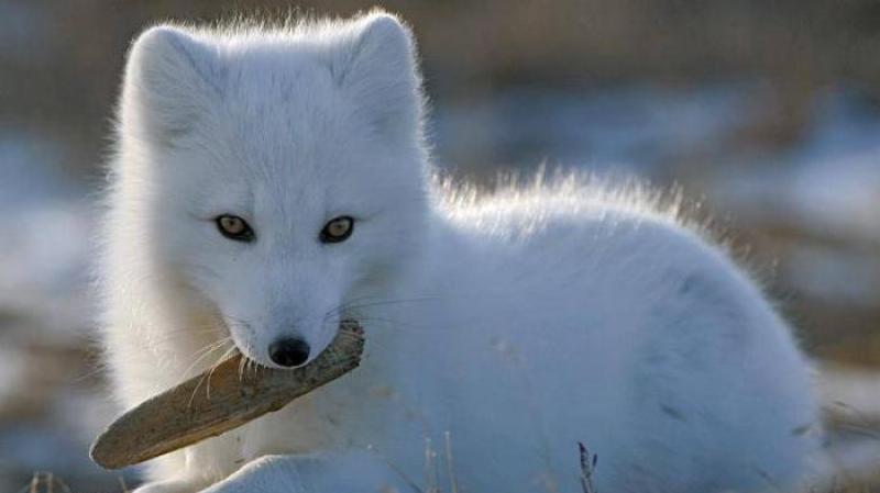 Песец (фото): Белая лисица, забравшаяся за полярный круг Писец где обитает