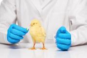 Понос у цыплят бройлеров: что делать и чем лечить Бройлеры поносят чем лечить