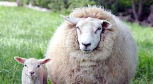 Случка овец Подготовка и проведение случки овец различных пород