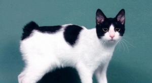 Японский бобтейл кошка: описание породы