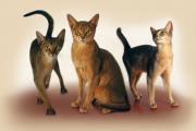 Разнообразие пород кошек и котов